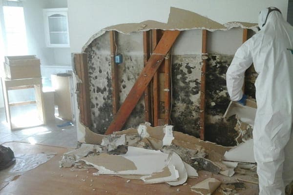 Mold Treatment